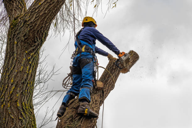 Best Tree Pruning Services  in Kirtland Af, NM